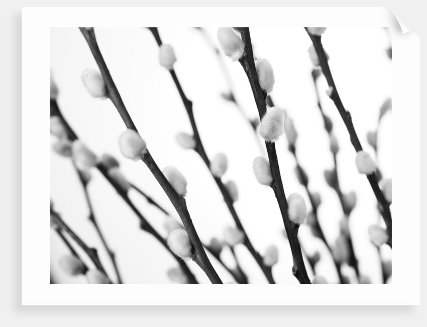 Pussy willow by Assaf Frank